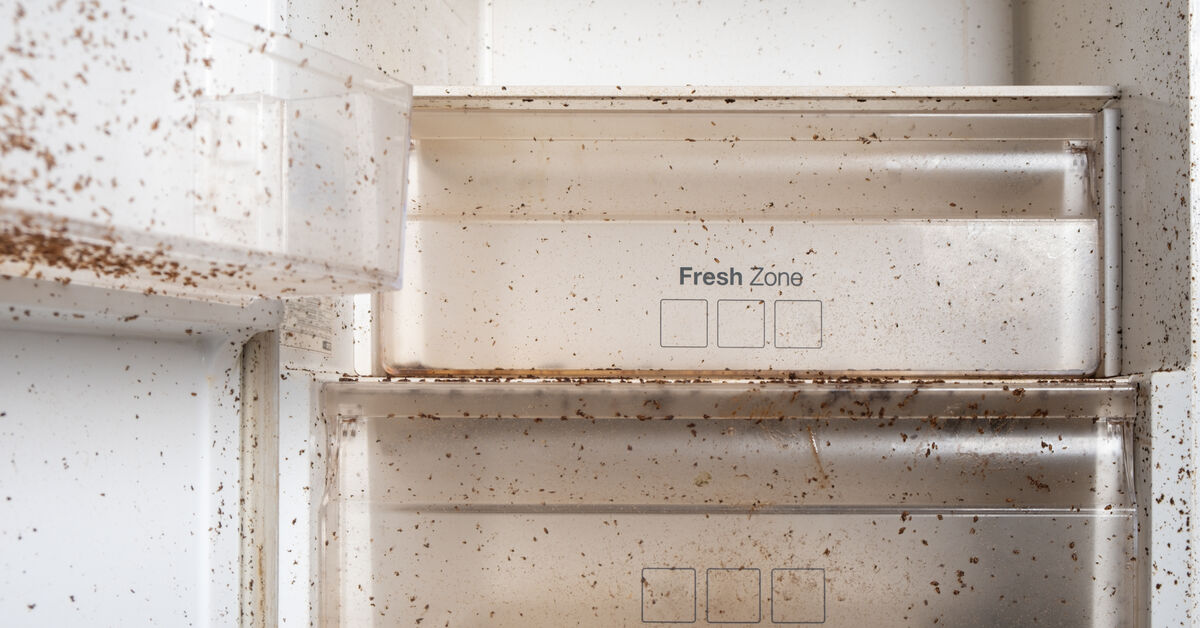Mold buildup inside refrigerator door seal