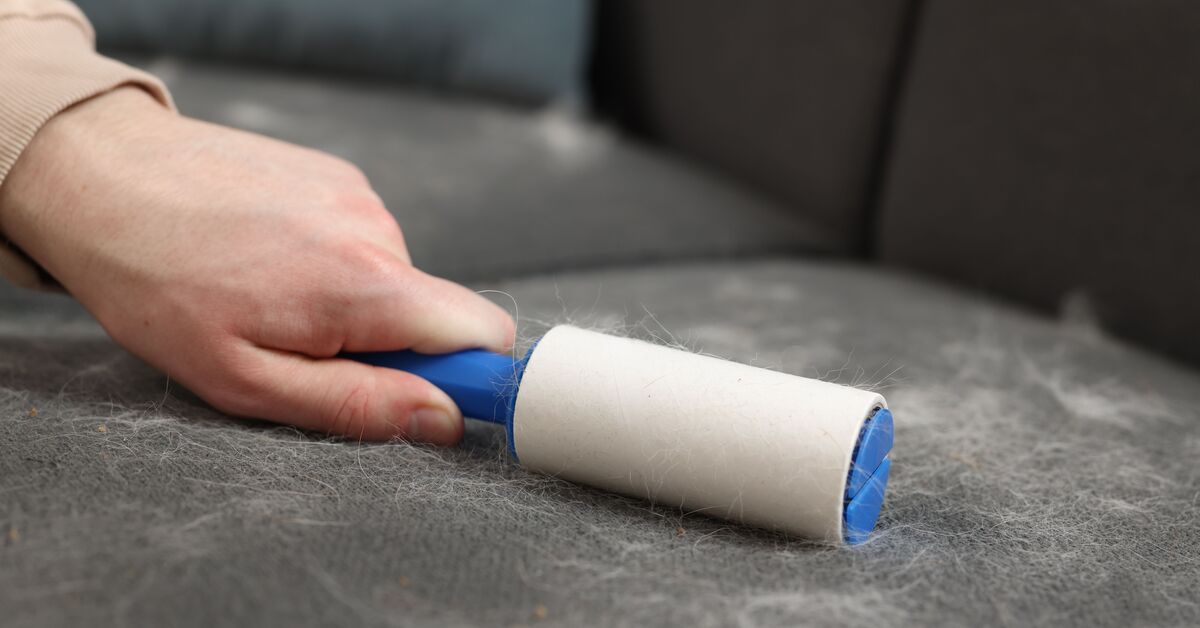 Pet hair scattered on rug and couch