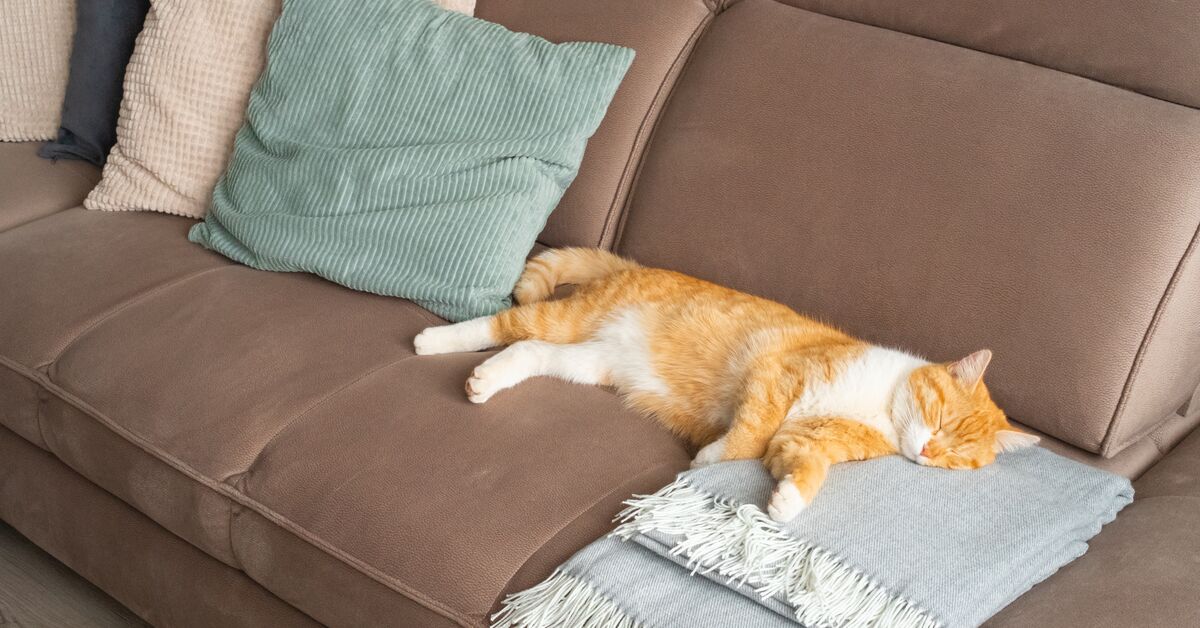 Sofa protected with washable cover