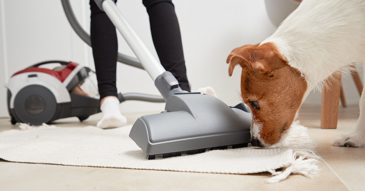 Carpet cleaning tools for pet hair